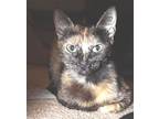 Annabelle, Domestic Shorthair For Adoption In Fort Worth, Texas