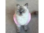 Adopt Mischa a Himalayan, Domestic Short Hair