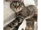 Adopt Judith a Domestic Short Hair