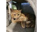 Adopt Sriracha a American Shorthair, Domestic Short Hair