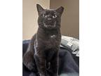 Kira, Domestic Shorthair For Adoption In Philadelphia, Pennsylvania