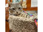 Nico, Domestic Shorthair For Adoption In Bronx, New York