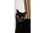 John, Domestic Shorthair For Adoption In Grayslake, Illinois