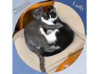 Luffy And Simon, Domestic Mediumhair For Adoption In Bronx, New York