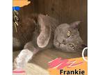 Frankie, Domestic Shorthair For Adoption In Bronx, New York