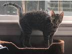 Raj, American Shorthair For Adoption In Huntsville, Alabama