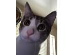 Boo, Domestic Shorthair For Adoption In Fort Worth, Texas