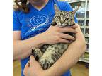 Charlie, Domestic Shorthair For Adoption In Grayslake, Illinois