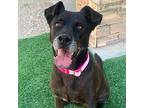 Lulu, Labrador Retriever For Adoption In El Paso, Texas