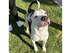 Porfirio, American Pit Bull Terrier For Adoption In El Paso, Texas