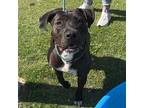 Mick, American Pit Bull Terrier For Adoption In El Paso, Texas