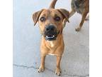 Barbara, Border Terrier For Adoption In El Paso, Texas