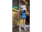 Bruno, Staffordshire Bull Terrier For Adoption In Woodland Hills, California