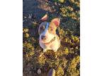 Patience, American Pit Bull Terrier For Adoption In Appleton, Wisconsin