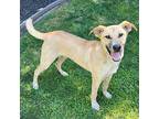 Tanner, Labrador Retriever For Adoption In Lathrop, California