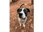 Spike, American Pit Bull Terrier For Adoption In Sedona, Arizona