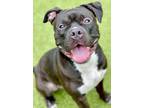 Alaskan Bull Worm, American Staffordshire Terrier For Adoption In Fishers