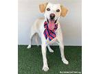 Honey, Labrador Retriever For Adoption In San Diego, California