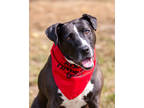 Wild Thing, American Pit Bull Terrier For Adoption In Fishers, Indiana