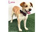 Lana, Labrador Retriever For Adoption In San Diego, California