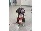 Chatter, American Pit Bull Terrier For Adoption In Fishers, Indiana