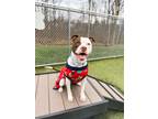 Sweety, American Pit Bull Terrier For Adoption In Fishers, Indiana