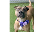 Piper (in Foster), American Pit Bull Terrier For Adoption In Fishers, Indiana