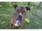 Jed *loves Adults*, American Staffordshire Terrier For Adoption In Sedona