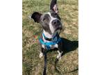 Eagle, American Pit Bull Terrier For Adoption In Fishers, Indiana
