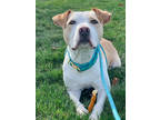 Loki, American Pit Bull Terrier For Adoption In Fishers, Indiana