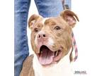 King (in Foster), American Pit Bull Terrier For Adoption In Fishers, Indiana