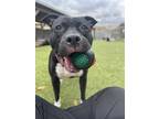 Owen, American Pit Bull Terrier For Adoption In Fishers, Indiana