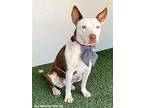 Vicki, American Staffordshire Terrier For Adoption In San Diego, California