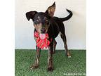 Claudia, Miniature Pinscher For Adoption In San Diego, California