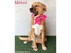 Mildred, Labrador Retriever For Adoption In San Diego, California