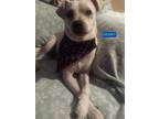 Henry, Terrier (unknown Type, Medium) For Adoption In Woodland Hills, California