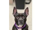 June Bug, American Pit Bull Terrier For Adoption In Fishers, Indiana