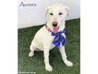 Aurora, Labrador Retriever For Adoption In San Diego, California