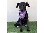 Shari, Patterdale Terrier (fell Terrier) For Adoption In San Diego, California