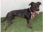 Greta, Labrador Retriever For Adoption In San Diego, California