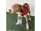 Roger, American Staffordshire Terrier For Adoption In San Diego, California