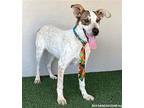 Ross, Jack Russell Terrier For Adoption In San Diego, California