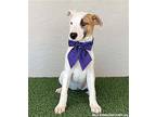 Pinta, American Staffordshire Terrier For Adoption In San Diego, California