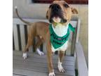 Denver, American Pit Bull Terrier For Adoption In Phoenix, Arizona