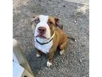 Shay, American Pit Bull Terrier For Adoption In Chapel Hill, North Carolina