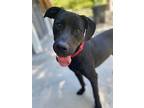 Duke, Labrador Retriever For Adoption In Burgaw, North Carolina