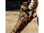 Wile E. Coyote, Retriever (unknown Type) For Adoption In El Paso, Texas