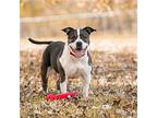 Doula, American Staffordshire Terrier For Adoption In Crete, Illinois