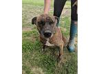 Gracie, American Staffordshire Terrier For Adoption In Crenshaw, Mississippi