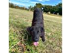 Amos, Labrador Retriever For Adoption In Huntsville, Alabama